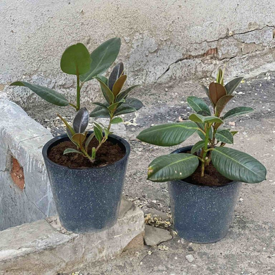 Фикус Робуста