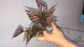 Бегония sp. Julau (широкий лист) розовая