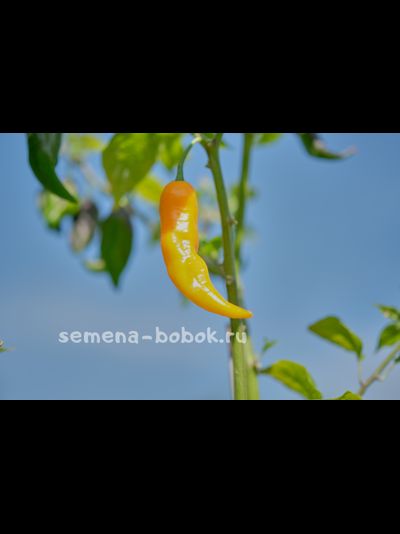 Перец острый Limon, 10 шт