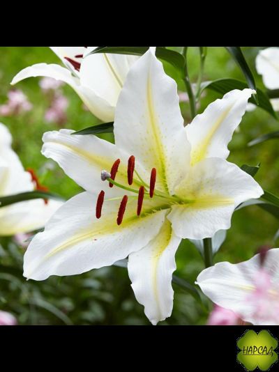 ЛИЛИЯ &quot;БАФЕРА&quot; (БАФЕРРАРИ) ВОСТОЧКА (САЖЕНЦЫ С СЦВЕТАМИ ИЛИ ОТЦВЕТАЮТ)