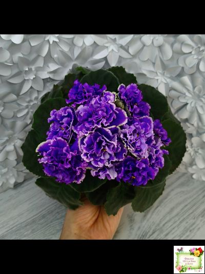 РМ-Синий Бриллиант (Н. Скорнякова) 2023 г.