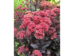 Очиток Жозе Оберджин (Sedum José Aubergine)
