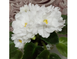 16) ЛиК- Белая Колыбель (дет)