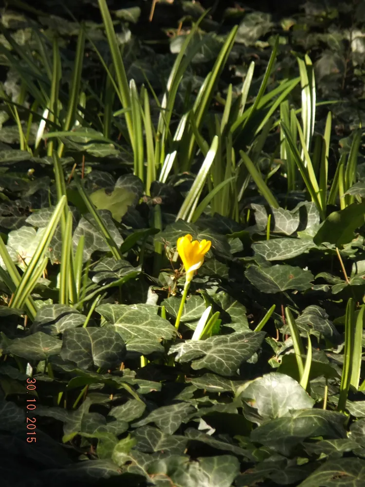 Осенние крокусы