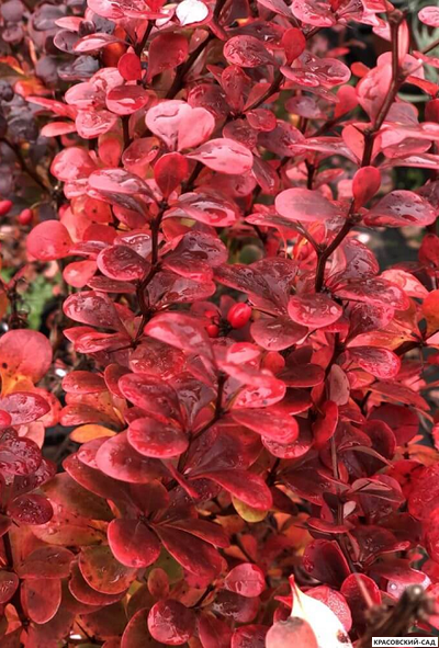 Барбарис Тунберга Ред Рокет фото цветов крупным планом красовский-сад.рф
