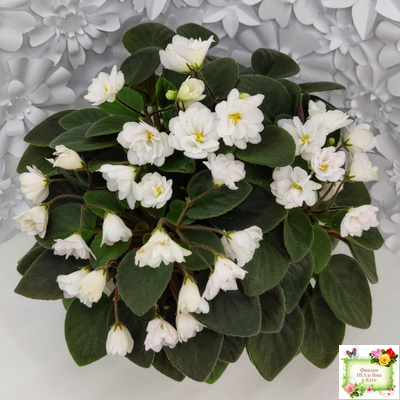 ЛЕ-Жемчужинка (Е. Лебецкая) 2018 г. трейлер