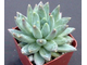 Pachyphytum compactum