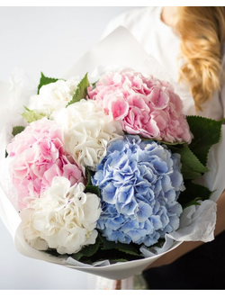 7 нежных гортензий