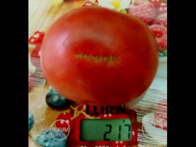 Томат Брендивейн черный  (Brandywine Black)