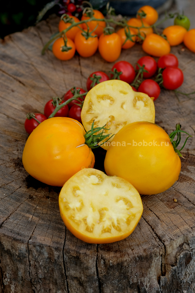 Томат Домашние Сердца Желтые от Гонсиоровских, 10 шт