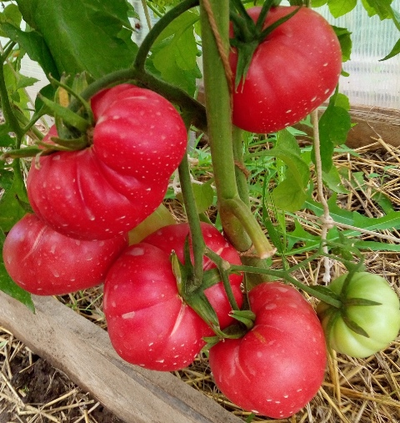 Томат Монте Роза (Monte Rosa)