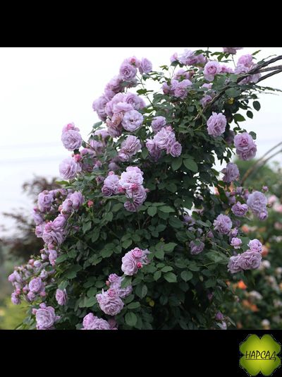 РОЗА ПЛЕТИСТАЯ КЛАЙМИНГ БЛЮ МУН