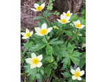 Trollius laxus var. albiflorus