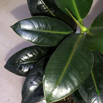 Ficus elastica cv. 'Melany' / фикус мелани