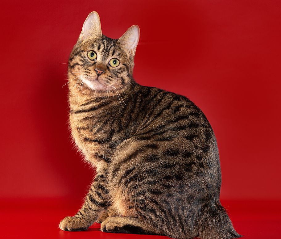 ShawlsCity Gardemarin Dracula кот Курильский бобтейл