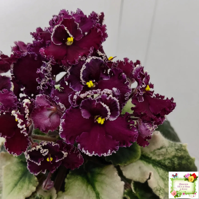 ЛЕ-Шелковые Кружева (Е. Лебецкая) 2017 г. (лист посажен 28.01.26)