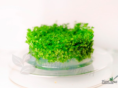 MICRANTHEMUM TWEEDIEI "MONTE CARLO"/ МИКРАНТЕМУМ "МОНТЕ КАРЛО" (меристемный)