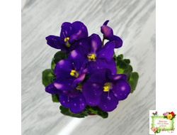 ВаТ-Горох на Десерт (Т. Валькова) 2020 г. (гёрл-листва)