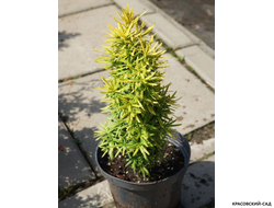 Тисс ягодный Давид - David