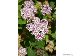 Спирея березолистная Пинк Спарклер в питомнике красовский-сад.рф