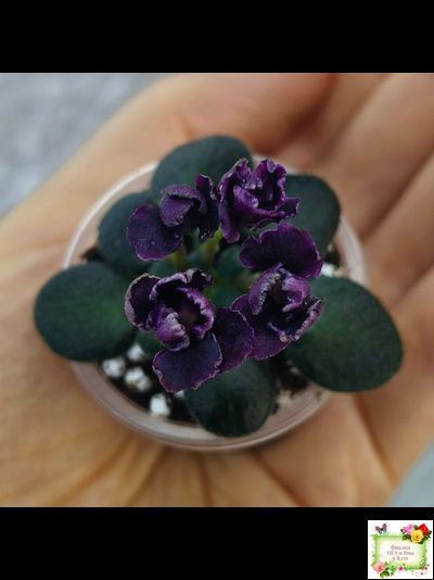 Hunter's Black Talon (K. Muzalewski)