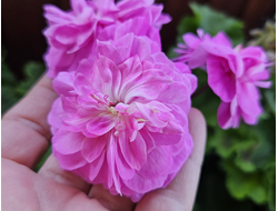 Пеларгония  ИВ-На Прекрасном Голубом Дунае