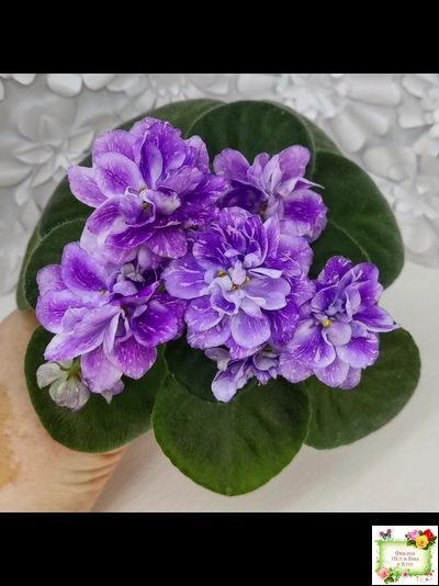 АВ-В Краю Единорогов (Фиалковод) 2020 г.