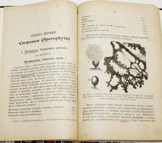 Палладин В.И. Морфология и систематика растений. СПб.: Тип. А.С.Суворина, 1905.