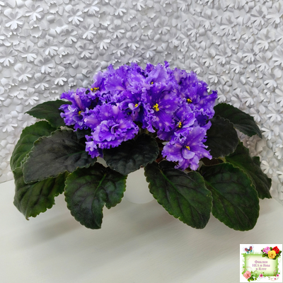 МТ-XXL Эльф (М. Тотиева) 2022 г.