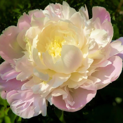 Пион Робайн (Robijn)