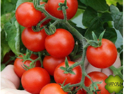 ТОМАТ "Пиннокио F1" (ВЫСОТА 30 СМ) КОМНАТНЫЙ ИЛИ В ТЕПЛИЦУ МЕЖДУ ВЫСОКИМИ
