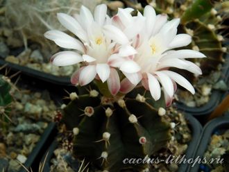 Gymnocalycium friedrichii hybr. - 5 семян