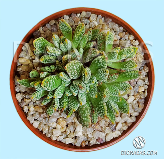 Crassula Ausensis ssp. Titanopsis - Крассула аусиензис вар. титанопсис, миниатюрная крассула