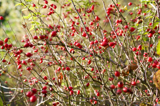 Шиповника масло (Rosa canina) нераф 100 мл