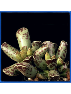 Adromischus cooperi