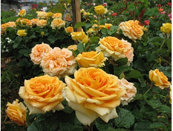 Каппучино (Cappucino ), Ч/Г, Tantau