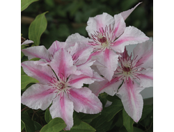 Клематис Пинк Фэнтези (Pink Fantasy) ОКС
