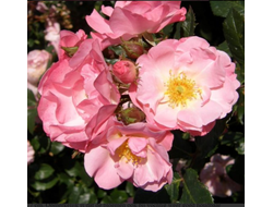 Джекис Фаворит