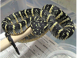 Храмовая куфия Ваглера (Tropidolaemus wagleri)