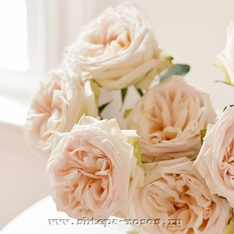 Вайт О'Хара