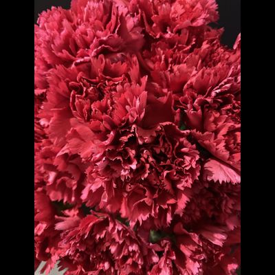 Гвоздика 15 шт