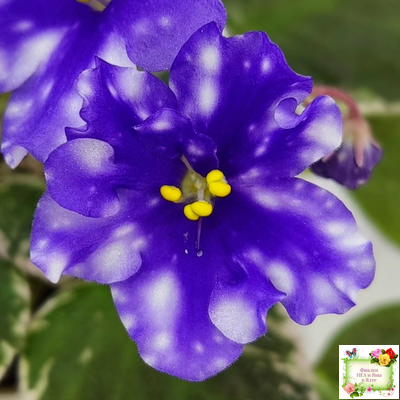 Hunter’s Andromeda (K. Muzalewski) 2023 г.