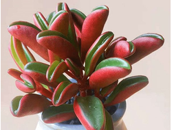 Peperomia graveolens - Пеперомия Гравеоленс