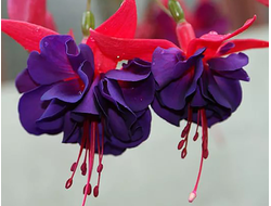 Фуксия гибридная Maori Maid, p11