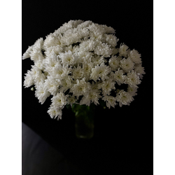 Кустовая пушистая Балтика 25 шт