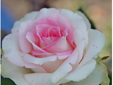 Малибу роза