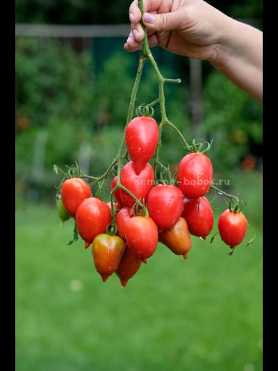 Томат Легенда Тарасенко, 10 шт