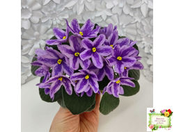 DS-Лавандовая Сказка (Dimetris) химера (укоренённый пасынок)