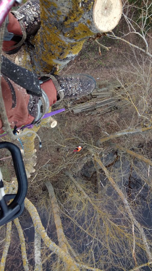 Валка тополя в д. Брод Лужского района