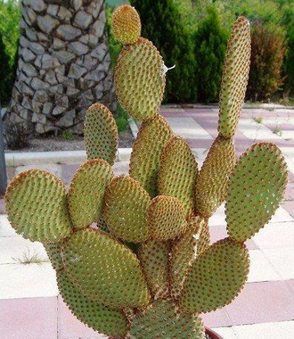 Opuntia Rufida